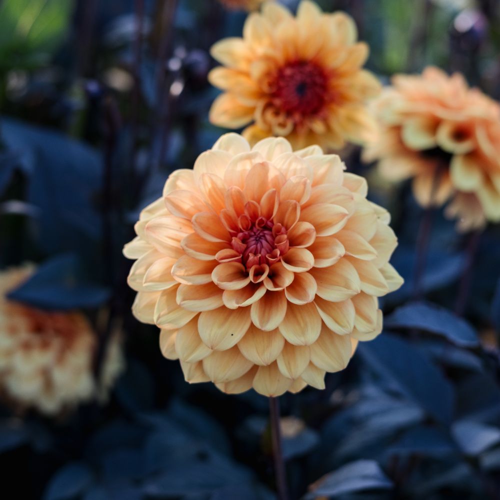 Dahlia 'David Howard' BIO