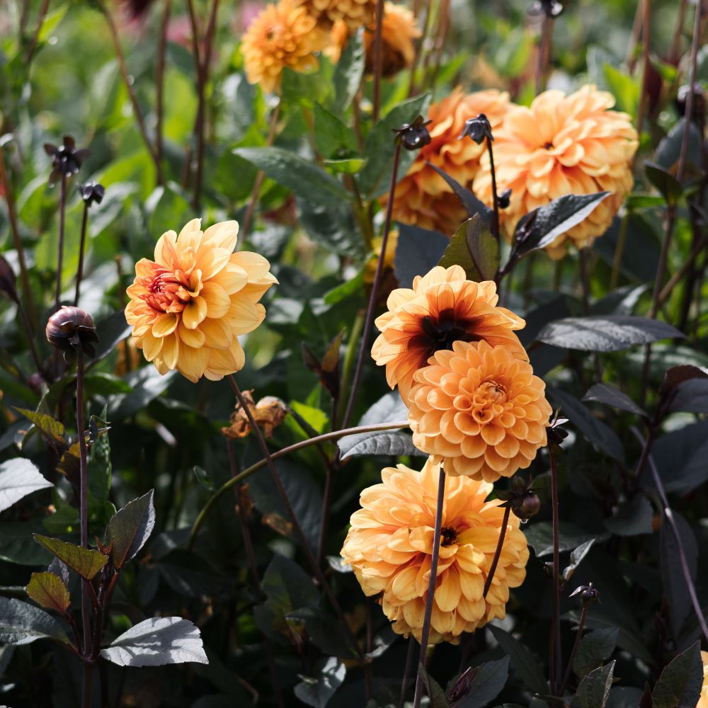 Dahlia 'David Howard' BIO