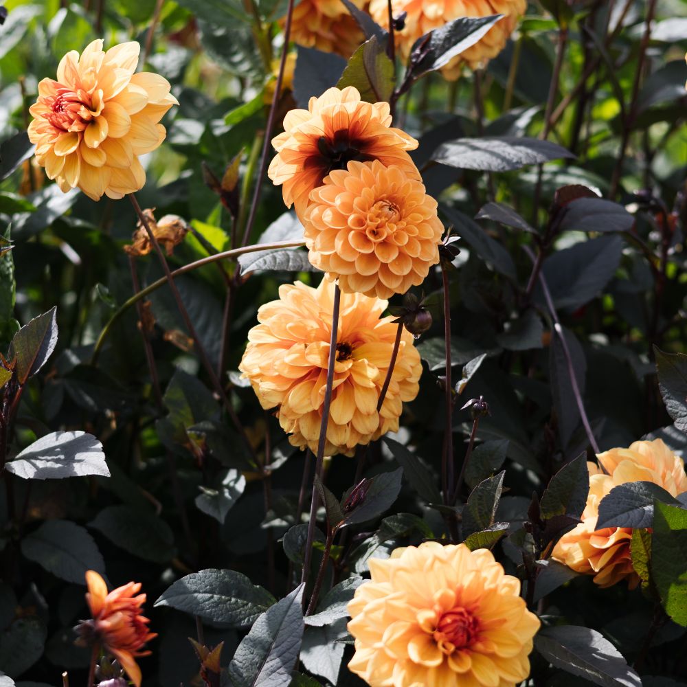 Dahlia 'David Howard' BIO