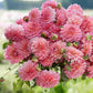 Dahliabundel 'Best of Pink'