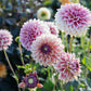 Dahlia 'Dusty Beauty'