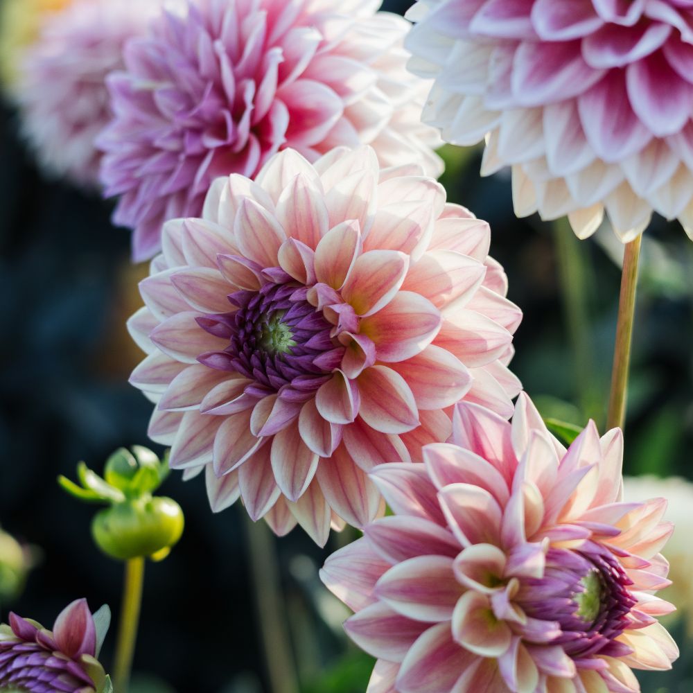 Dahlia 'Dusty Beauty'