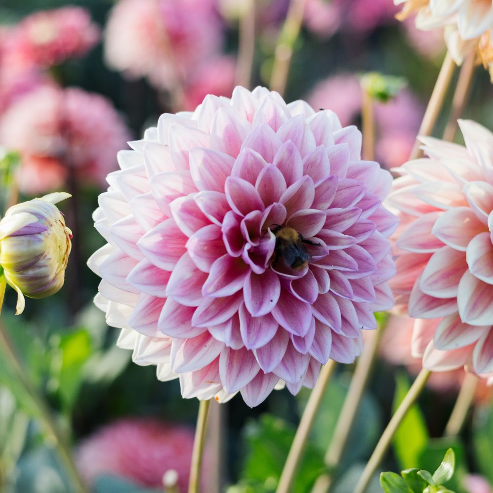 Dahlia 'Dusty Beauty'