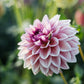Dahlia 'Dusty Beauty'