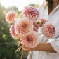 Dahlia 'Dusty Beauty'