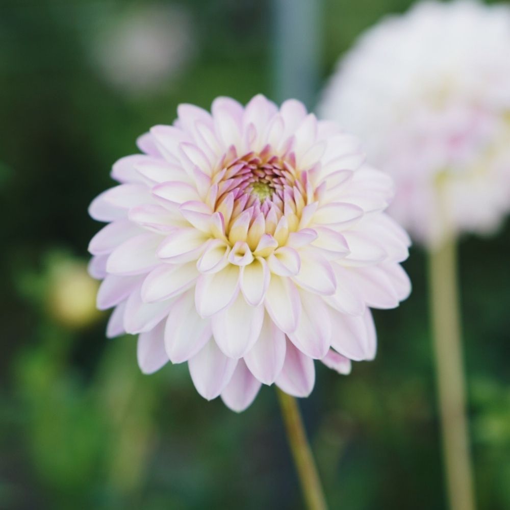 Dahlia 'Eveline' BIO