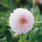 Dahlia 'Eveline' BIO