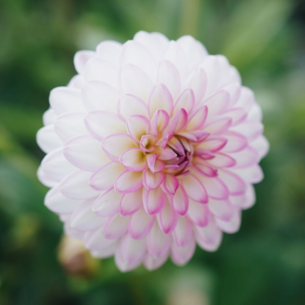 Dahlia 'Eveline' BIO