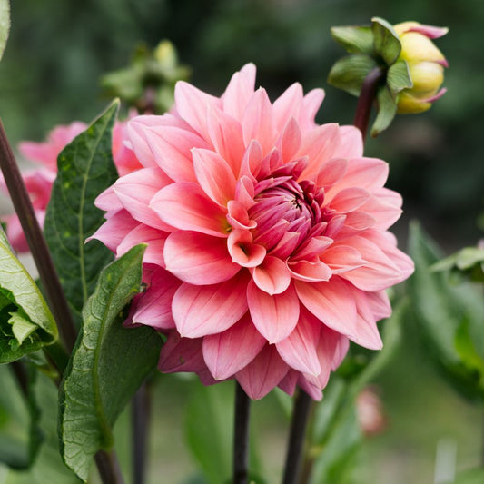 Dahlia 'Feline Yvonne'