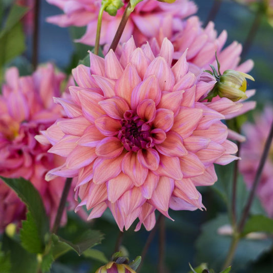 Dahlia 'Feline Yvonne'