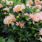 Dahlia 'Gallery Leonardo'