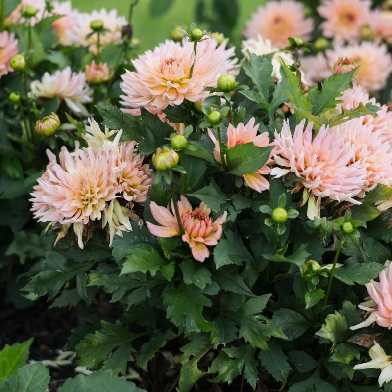 Dahlia 'Gallery Leonardo'