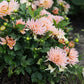 Dahlia 'Gallery Leonardo'