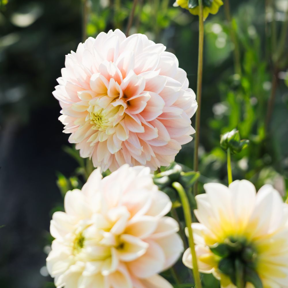 Dahlia 'Giovanna'