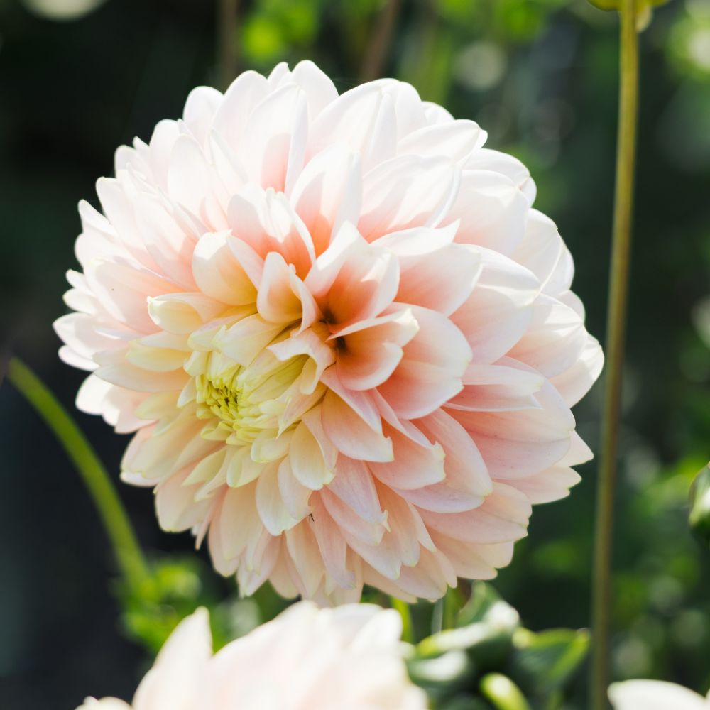 Dahlia 'Giovanna'