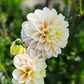 Dahlia 'Giovanna'