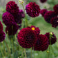 Dahlia 'Gipsy Night'