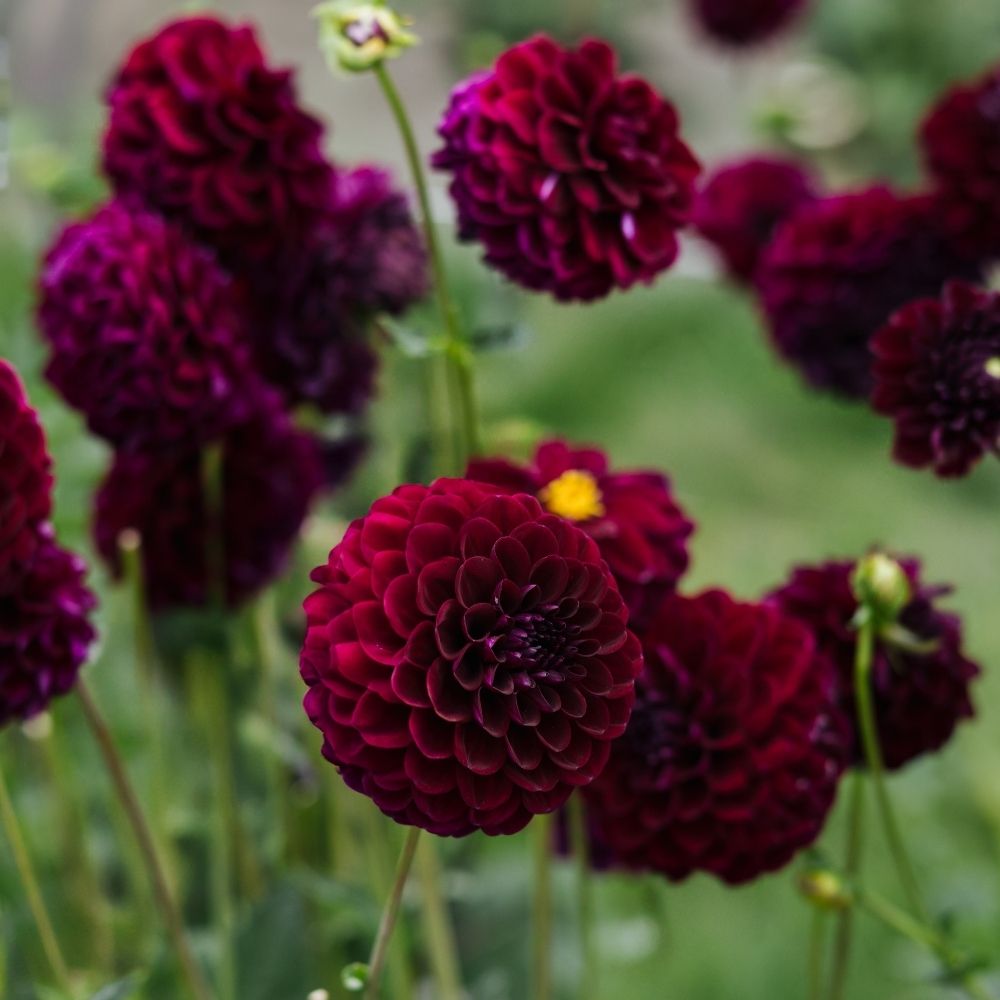 Dahlia 'Gipsy Night'