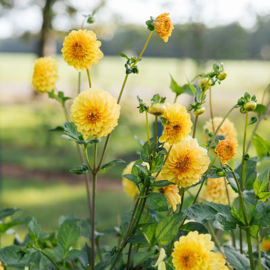 Dahlia 'Golden Scepter'
