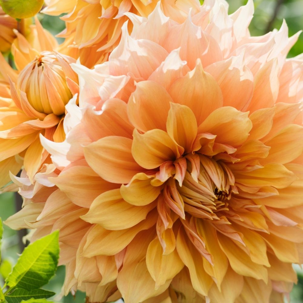 Dahlia 'Hamari Gold'