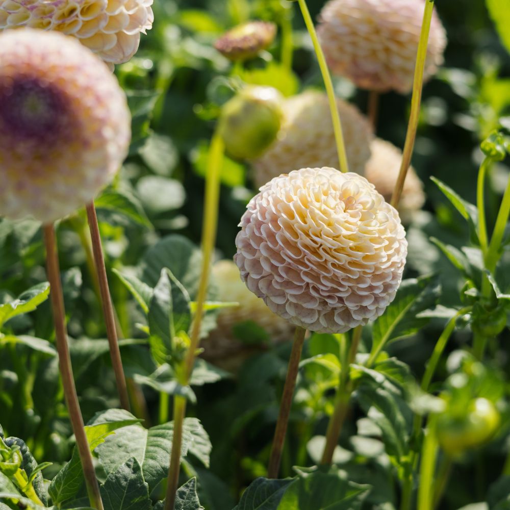 Dahlia 'Hapet Compo'