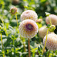 Dahlia 'Hapet Compo'