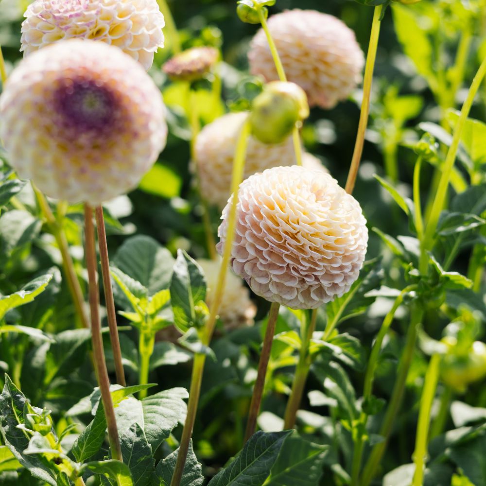 Dahlia 'Hapet Compo'