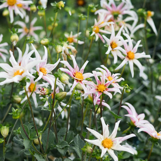 Dahlia 'Honka Fragile'