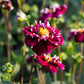 Dahlia 'Impression Fantastico' BIO