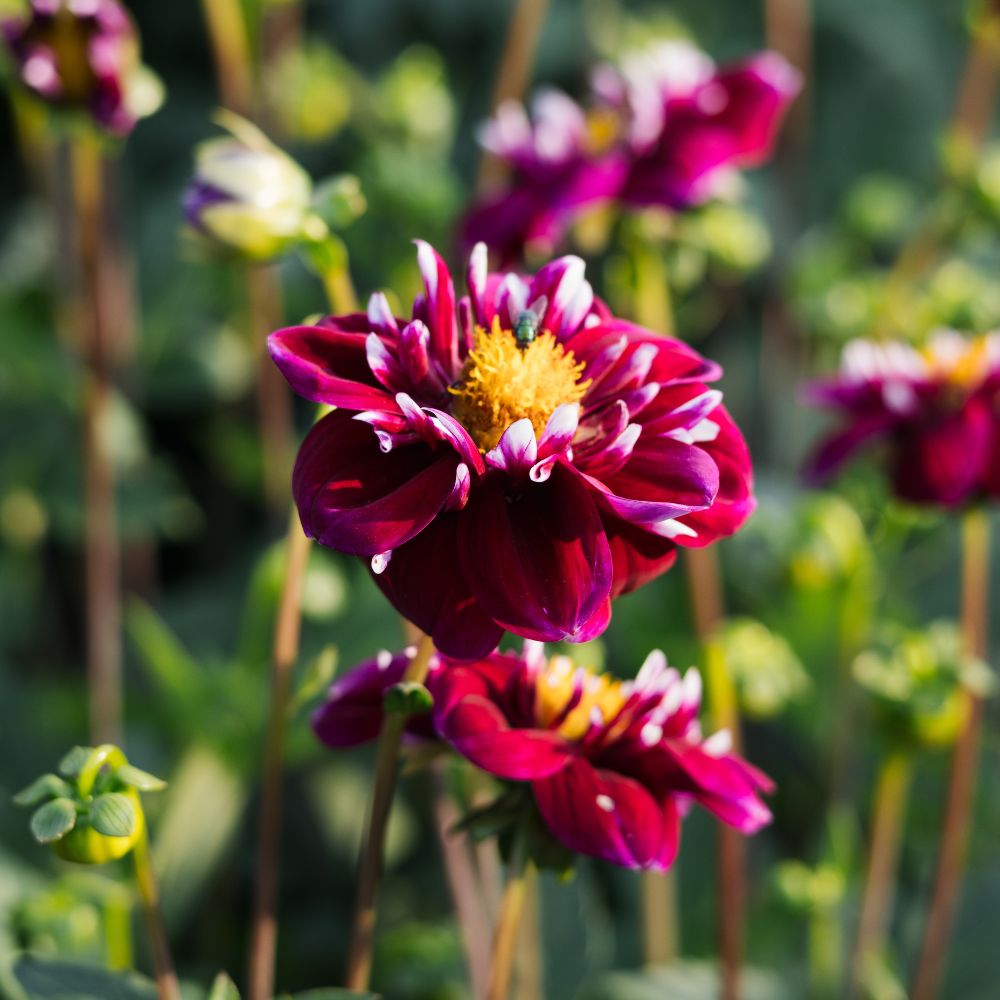 Dahlia 'Impression Fantastico' BIO