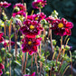 Dahlia 'Impression Fantastico' BIO