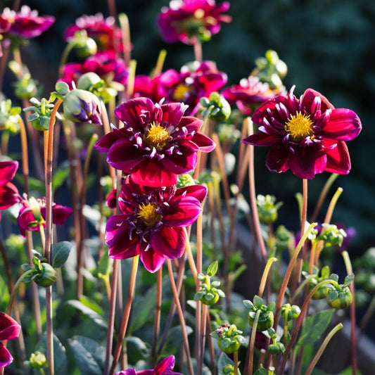 Dahlia 'Impression Fantastico' BIO