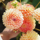 Dahliabundel 'Peachy Tones'