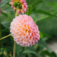 Dahlia 'Jowey Winnie'