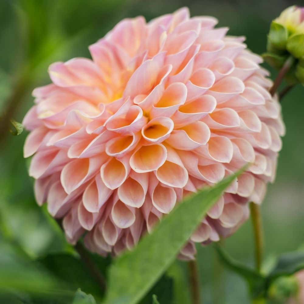 Dahlia 'Jowey Winnie'