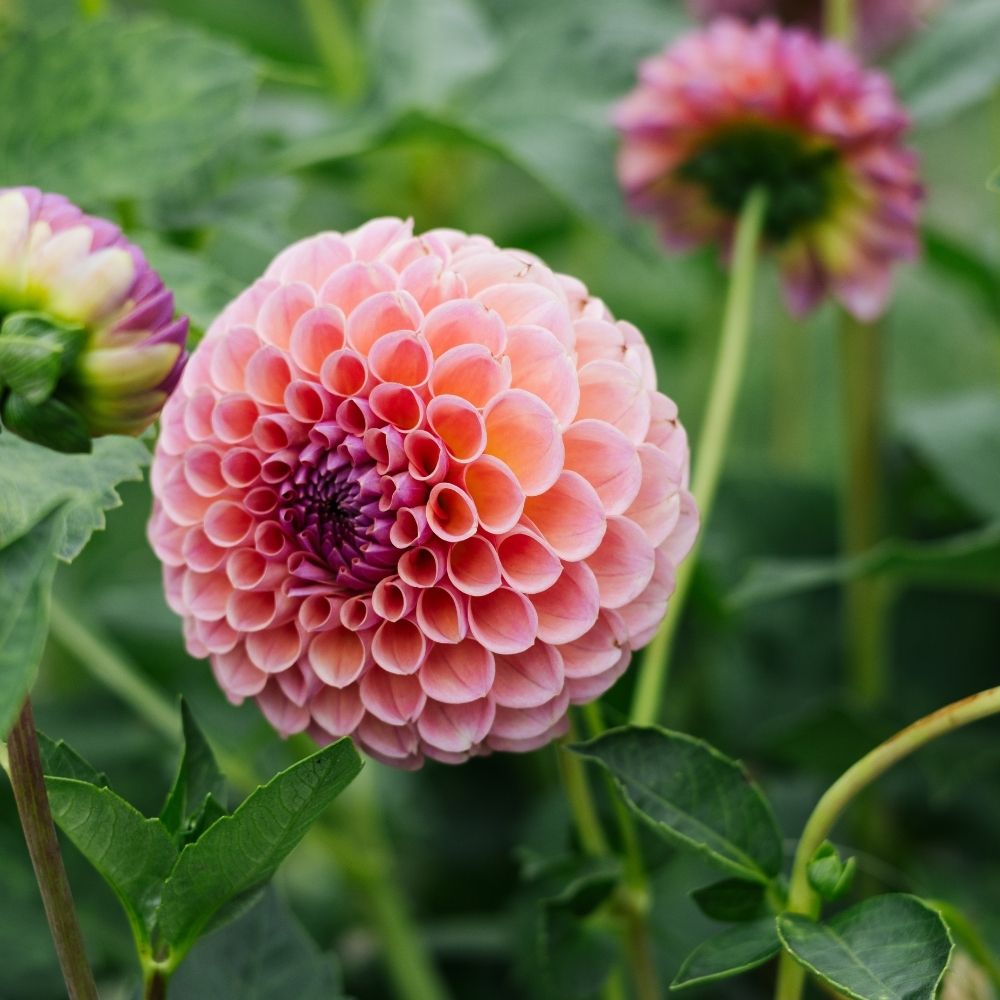 Dahlia 'Jowey Winnie'