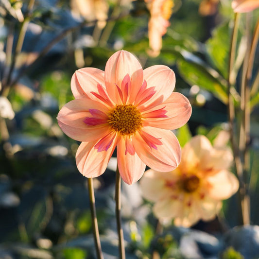 Dahlia 'Kelsey Annie Joy'