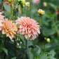 Dahlia 'Kick Off'