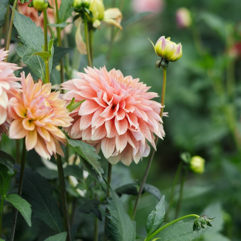 Dahlia 'Kick Off'