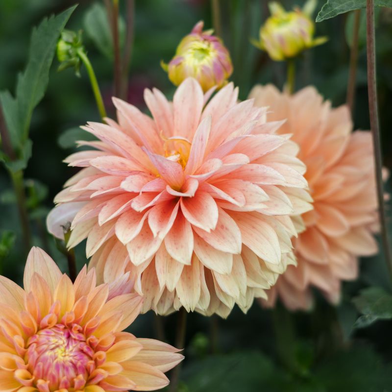 Dahlia 'Kick Off'