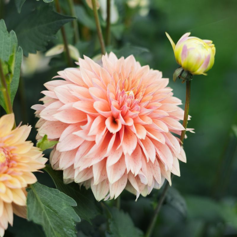 Dahlia 'Kick Off'