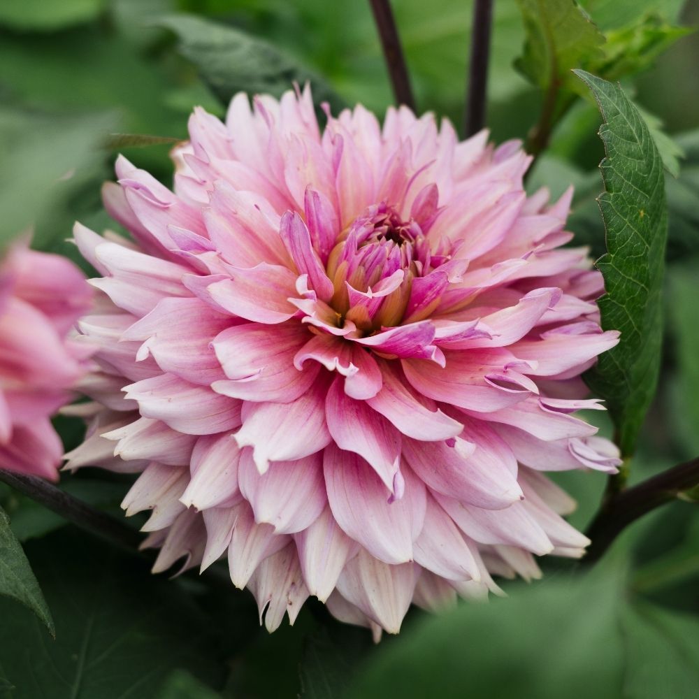 Dahlia 'La Belle Epoque'