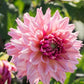 Dahlia 'La Belle Epoque'