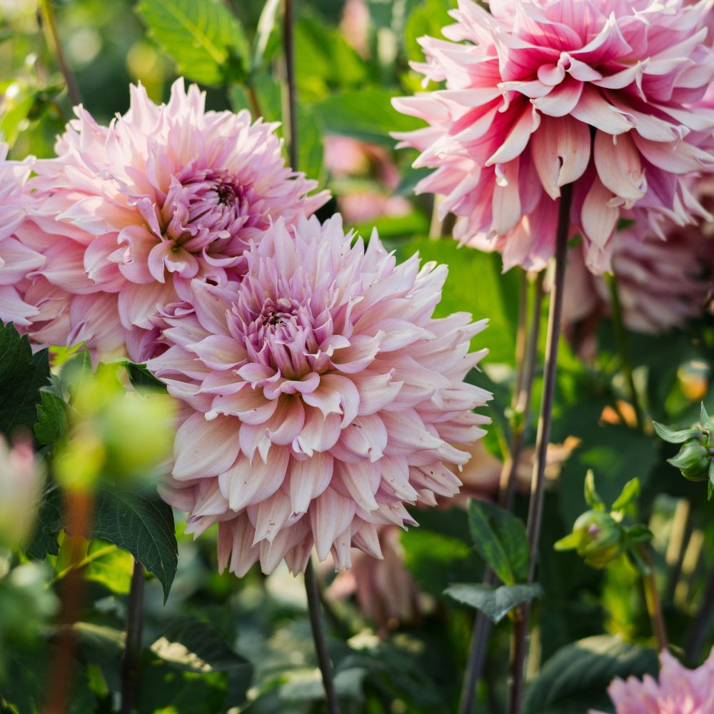 Dahlia 'La Belle Epoque'