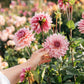 Dahlia 'La Belle Epoque'