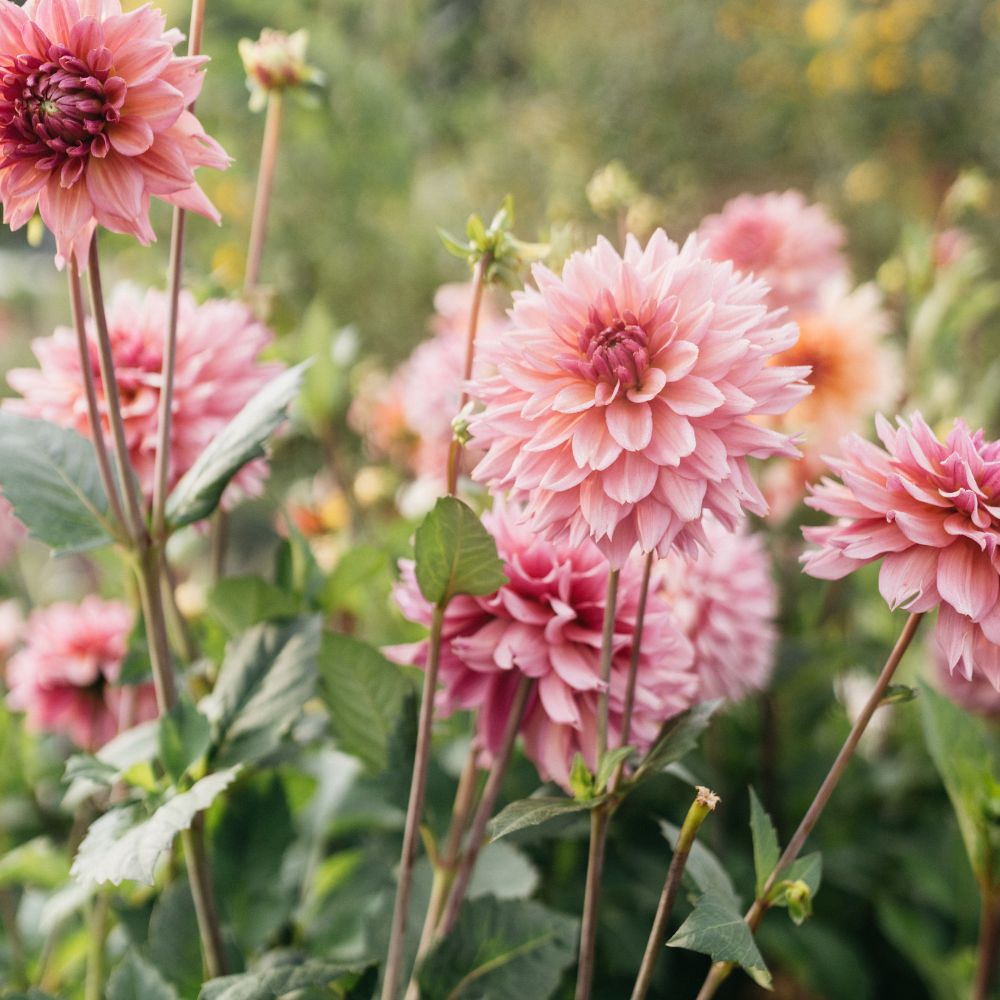 Dahlia 'La Belle Epoque'