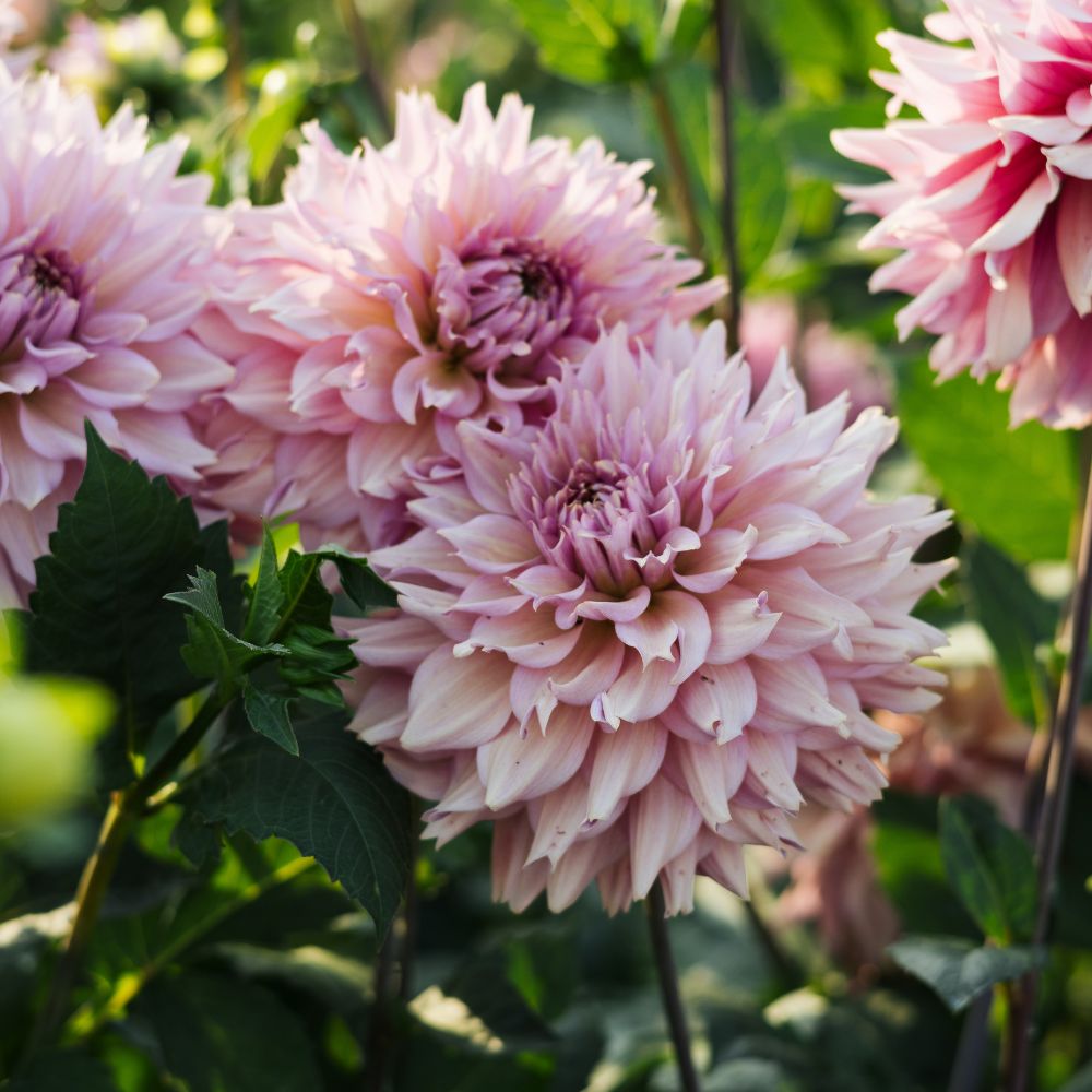 Dahlia 'La Belle Epoque'