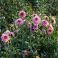 Dahlia 'La Belle Epoque'