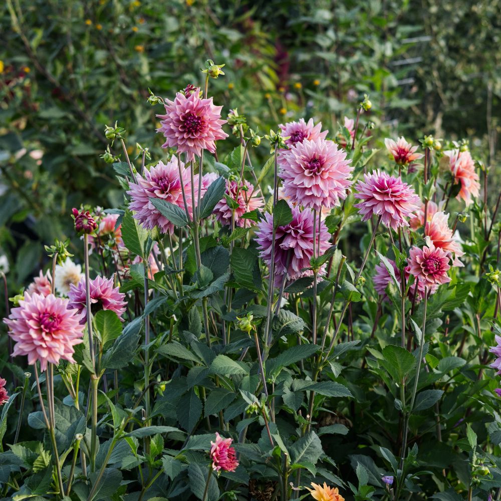 Dahlia 'La Belle Epoque'
