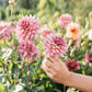 Dahlia 'La Belle Epoque'
